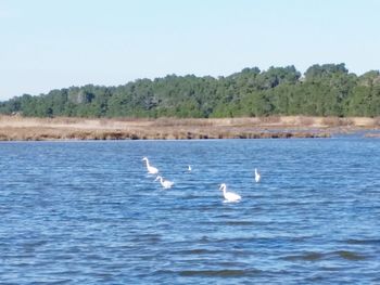 Birds in lake against sky