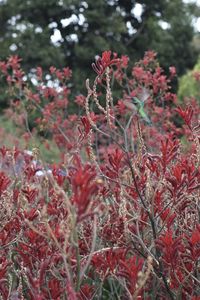 Close-up of red flowering plants on field