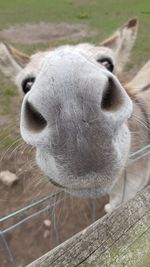 Close-up of horse