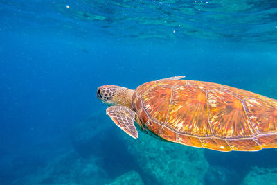 Turtle swimming in blue water