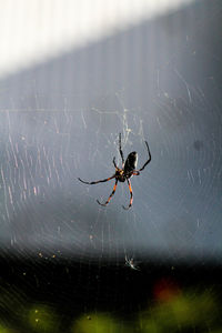 Close-up of spider on web