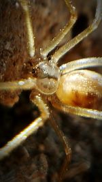 Close-up of spider on web