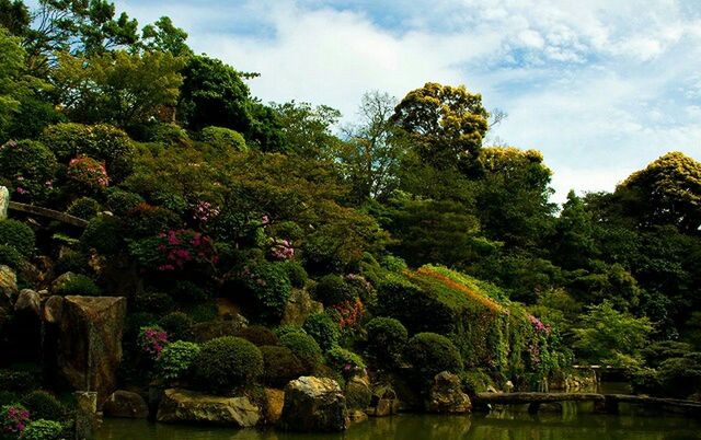 tree, growth, sky, beauty in nature, water, nature, tranquility, tranquil scene, green color, scenics, cloud - sky, flower, park - man made space, plant, lake, lush foliage, outdoors, day, cloud, idyllic