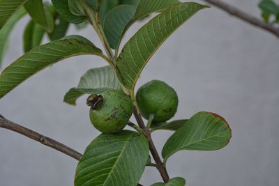 leaf