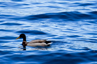 Ducks swimming in lake