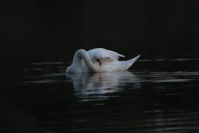 Swan floating on lake