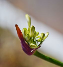 Close-up of flower buds