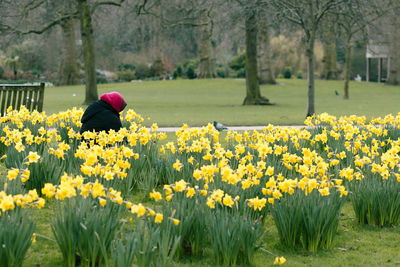 Yellow flowers blooming on field