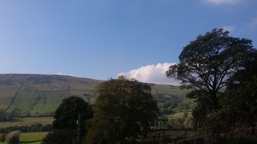 Trees on landscape against mountain range