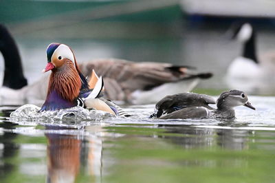 Duck swimming in lake