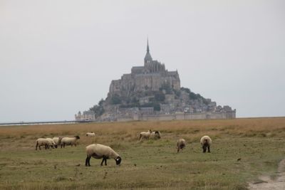 Sheep grazing on field against mont saint michel 