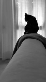 Rear view of black cat sitting on sofa