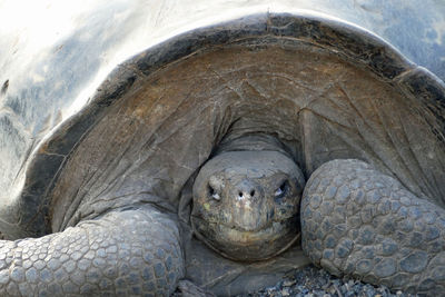 Detail shot of a turtle