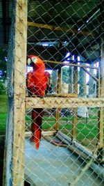 Birds in cage seen through chainlink fence