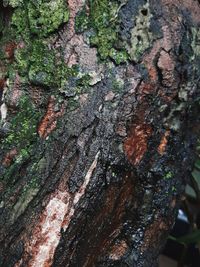 Full frame shot of tree trunk