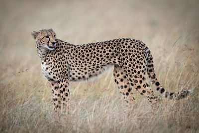 View of a cat on ground