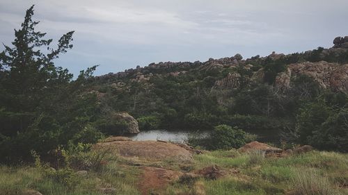 Trees on cliff against sky