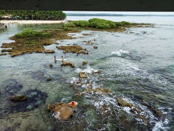 High angle view of rocks swimming in sea