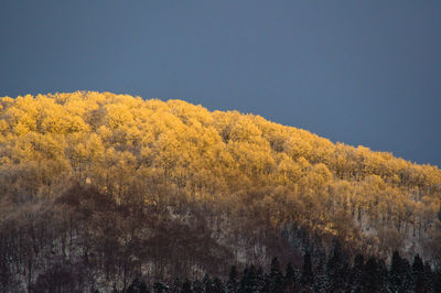 Scenic view of forest against clear sky