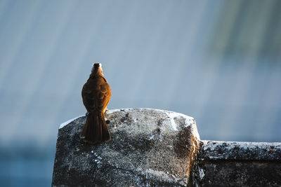 Close-up of bird perching on wooden post