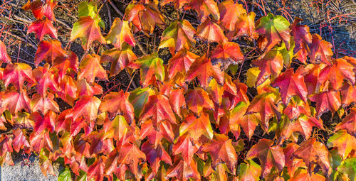 Full frame shot of autumnal leaves