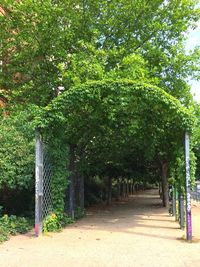 Trees in park