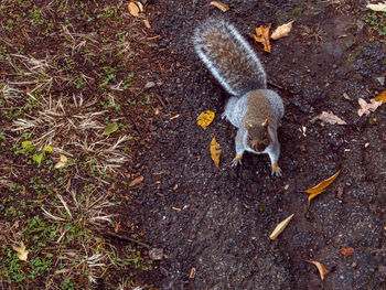 High angle view of lizard on land
