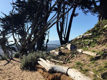 Plants growing on tree