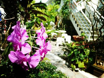 Close-up of pink flowers blooming outdoors