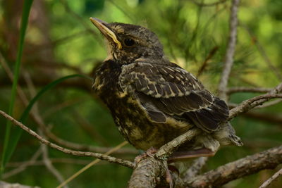 Close-up of bird perching on branch