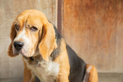 Close-up of dog looking away