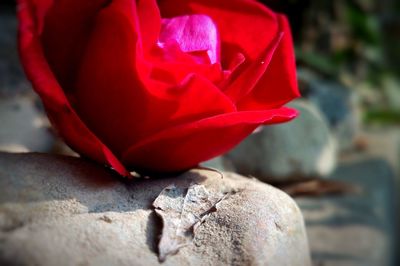 Close-up of red rose