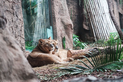 Cat relaxing on tree trunk in zoo