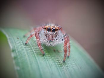 Close-up of spider on leaf