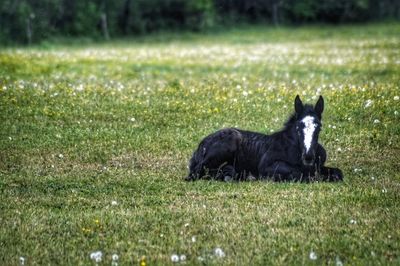 Black baby horse lying on grassy field