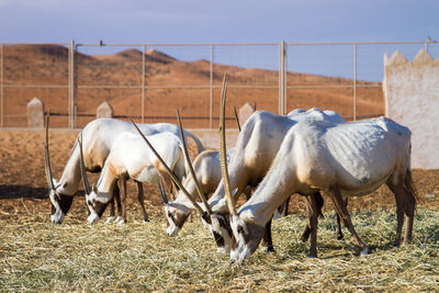 Horses in the field