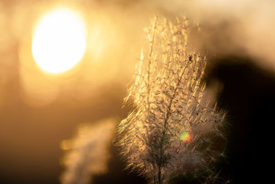 Close-up of flowering plant against sunset