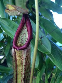 Close-up of plant