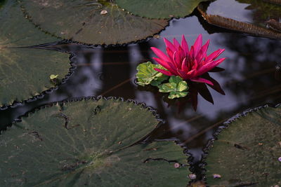 Close-up of lotus water lily in lake