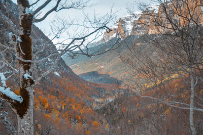 Bare trees on landscape against sky during winter