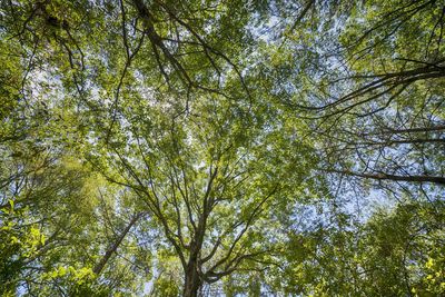 Low angle view of trees against sky