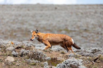 Side view of an animal on land