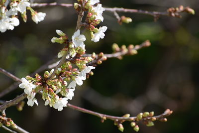 Close-up of white cherry blossom tree