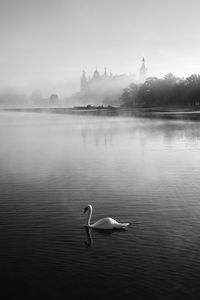 Birds swimming in lake