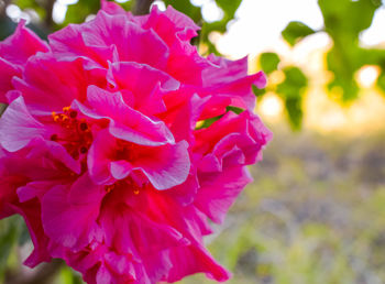 Close-up of pink flowering plant