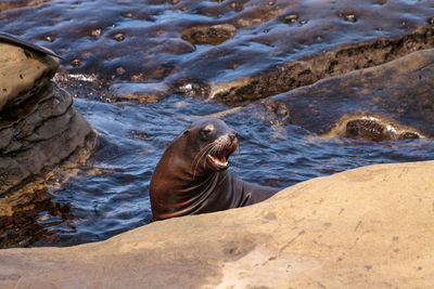 California sea lion zalophus californianus sunning on the rocks of la jolla cove