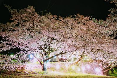 View of cherry blossom at night