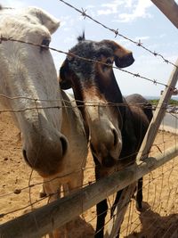 Horse in pen against the sky