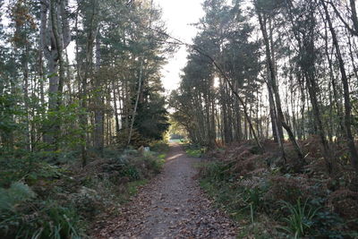 Dirt road amidst trees in forest against sky