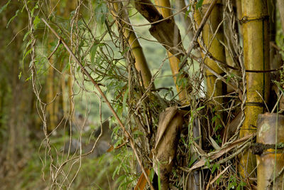 Close-up of plants